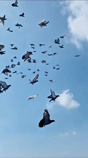 Toss return with big flock #racingpigeons #reelsvideoシ | Medul's Pigeon