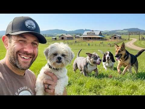 Rescuing Dogs With Heartworm Disease