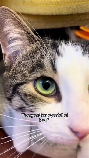 A new year brings new beginnings, and we have so many cats waiting to begin their next chapter 💛🐾 #assisianimalsanctuary #aniamlsanctuary #adoptni #rescuecatsofacebook #cutecats | Assisi Animal Sanctuary