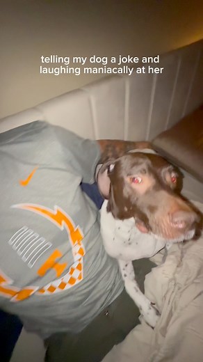 42K views · 208 reactions | Part 3/3 this has to be my favorite she was not having it藍 #gsp #dogvideos | Koathegsp2 | Facebook