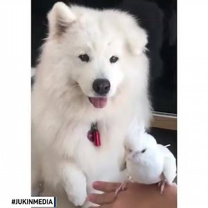 7.6M views · 4K reactions | This adorable dog offered their paw and gently held their owner's pet bird as it perched calmly on it. | The National Desk - TND | Facebook