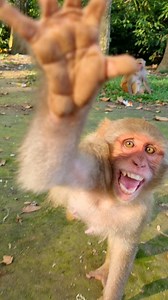 The monkey try to turn off my camera😂😀 . . . . . . . . . #LaughWithAnimals #Monkeyvideos #Monkeyfunny | Laugh with Animals