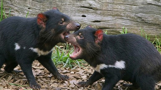 Watch what happens when two Tasmanian devils battle with pure jaw strength