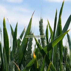 KWS Palladium is a Group 2 winter wheat, NEW to the AHDB RL this year! It is a super clean bread maker with harvest security built-in. ​💪​ With an excellent disease package and good resistance to sprouting, this variety could be a great choice for your farm. Find out more 👉 https://bddy.me/3RTXE58 | KWS UK