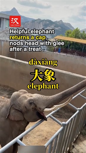 An elephant (大象 dàxiàng) helped a tourist retrieve his cap that had fallen into its enclosure, then gleefully nodded its head after getting a treat. | Learn Chinese