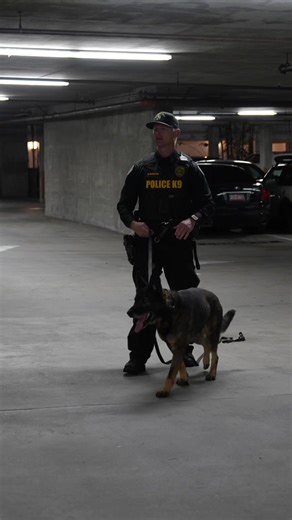 2.7K views · 226 reactions | Did you know, our K9 unit responds to nearly 10,000 calls for service a year. While on the scene, they can serve various purposes, from being a de-escalation tool, tracking a suspect’s movement, searching for articles, and detecting odors of explosive materials for a select few of our dogs. | San Diego Police Department | Facebook