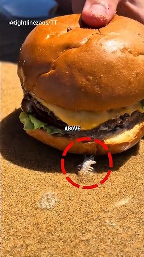 The Hidden Beach Worm That Grabs Your Bait!