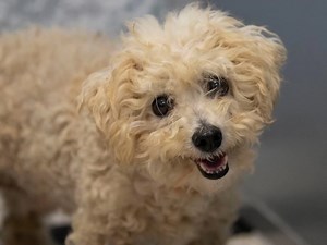 5.4K views · 877 reactions | Carly is available for adoption at National Mill Dog Rescue in Colorado Springs, CO. Read about her at this link - https://www.petango.com/Adopt/Dog-Bichon-Frise-46012259 Learn about adoption here: https://nmdr.org/our-dogs/adopt/ | National Mill Dog Rescue | Facebook