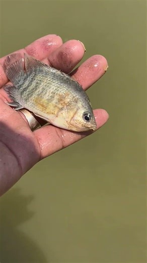 A ram sam sam 🐠 #fishing #shorts