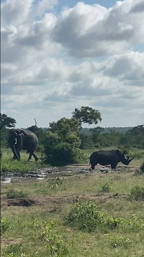 RHINOS & ELEPHANTS: Unexpected Savanna Buddies! 🦏🐘 Peaceful Coexistence
