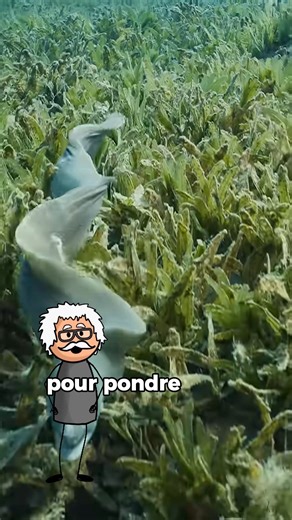 Les anguilles, c’est un mystère qui nage. Nées dans l'océan Atlantique, elles remontent les rivières pour grandir… puis disparaissent pour pondre là où tout a commencé.#storytelling #danger #intelligence #documentaire #incroyable #histoire #france #animauxsauvages #nature #animals | Sciencesetculture