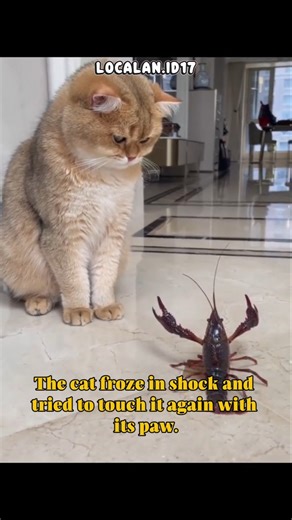 Cats vs. Shrimp: Who Wins⁉️ #shorts #shortscat #cat