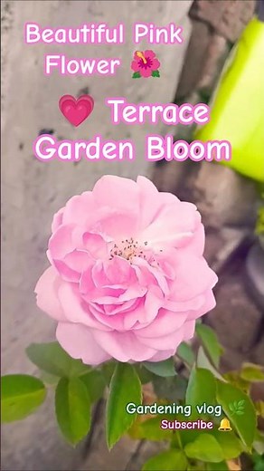 🩷 Beautiful Pink Flowers Blooming in My Terrace Garden 🪴 | Beautiful Pink Flowers🌷 #pinkroses