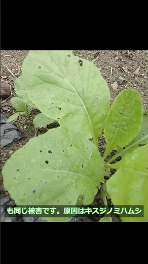 小松菜の小さな穴の原因は？菜園の悩みと対策 #家庭菜園#アブラナ科