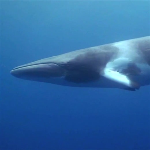 Meet the Gentle Giants of the Great Barrier Reef 🐋 Dwarf Minke whale diving trips from Cairns, Australia offer a unique opportunity to interact with these gentle giants during their annual migration to the Great Barrier Reef's Ribbon Reefs in June and July 2025. These four-day, four-night liveaboard expeditions are open to both snorkelers and certified divers, with whale interactions strictly controlled. Dwarf Minke whales, growing up to 8 meters (26 feet) long and weighing around 6 tonnes, oft