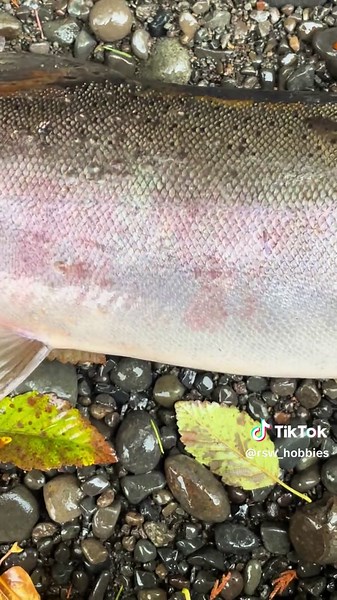 Oregon Coho Salmon Fishing - I released this tapioca infested coho! #fish #fishing #a7x_family #oregon #pnw