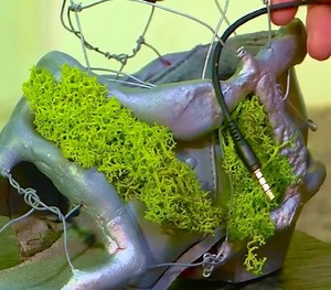 Crafting with nature: Creative moss projects for your home