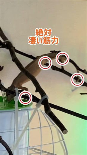 簡単そうにこの体勢してますが…#爬虫類 #reptiles #カメレオン #パンサーカメレオン #カメレオンの飼い方 #動物 #ペット #かわいい #癒し