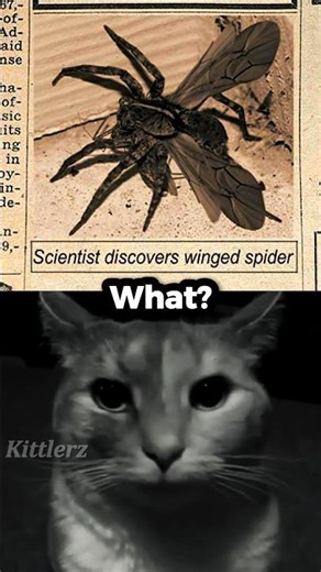 #bankubhaiya 🕷️