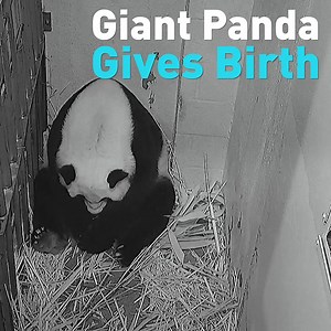 24K views · 64 reactions | Mei Xiang, the Smithsonian's female giant panda gave birth Friday evening in Washington, D.C. China's ambassador to the U.S. Cui Tiankai sent his greetings to the new cub on Twitter and hailed the birth as 'a precious gift at this unusual time.' See and hear the live birth here. | CGTN America | Facebook