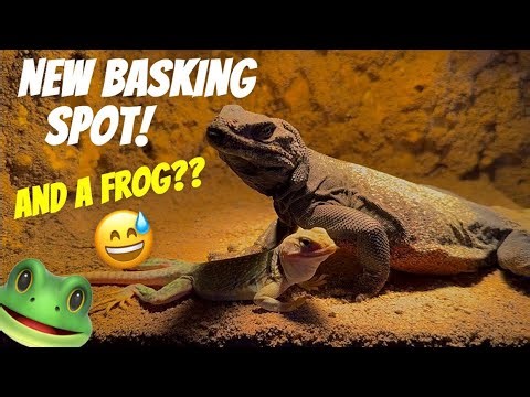 “I Built My Lizards a DIY Basking Ledge… And It Actually Worked!”