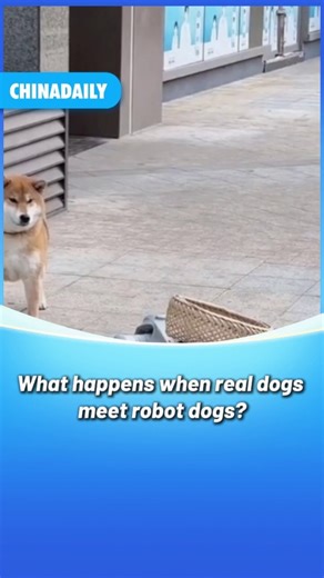 324K views · 1K reactions | It's interesting to see the reactions of real #dogs when they meet #robot dogs. It seems that they know these moving things are not real #animals but look just like them. And the robot dogs know how to trick their friends. #tech | China Daily | Facebook