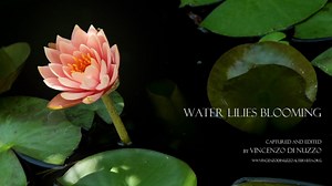 water lilies blooming - timelapse