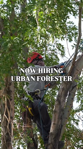 🌟 Now Hiring — Urban Forester 🌟 Thanks to the voter-approved Parks and Preserve Sales Tax, known as Prop. 490, we are going to be able to shape a healthier, more resilient urban canopy with a new Urban Forester! We’re looking for an experienced candidate with an ISA Urban Forest Professional Certification to lead and grow our city’s urban forestry efforts. ✅ What you’ll do: 🛠️ Oversee daily operations, projects and work orders 🌳 Inspect park assets and recommend tree care, pruning, planting,