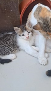 Warning: Cuteness overload ahead! 😻 | Pikucat