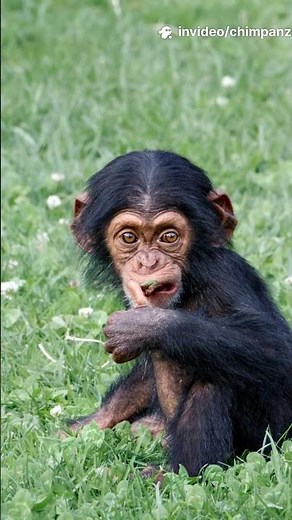 This Chimp Outsmarts Humans?!