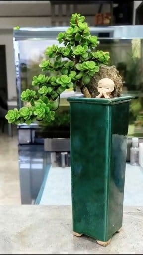 Jade Plant Bonsai: Easy to care for and beautiful! When pruning jade plants, the crisp sound of the scissors opening and closing is always tinged with a bit of panic. A slight over-pruning might damage the main stem, while a slight under-pruning might ruin the shape. It's like trying to grasp fleeting time; wanting to make life smooth sailing, yet always leaving countless wrinkles in the process of making choices | Nazim's Bonsai