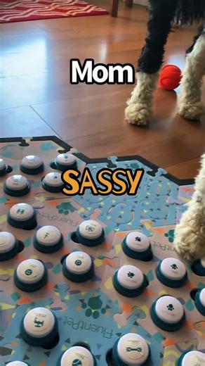 Bunny can be sweet...or a little sassy. #bunnythedog #talkingdog