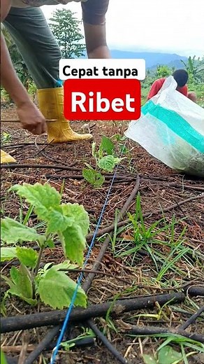 cara tanam nilam dengan cepat #berkebun #nilam