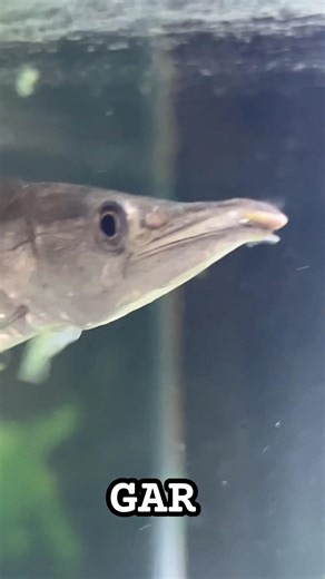Aquarium fish of the day GAR Rocket Gar HUJETA #fishvideo #tropicalfish #garfish #fishtank #fishies