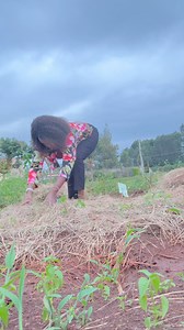 28K views · 371 reactions | What have you planted? After shooting for our new show, “The Joyce Kariuki Show”, I decided to get into the shamba and check on my nursery beds for; Spinach Kales Hoho Goget Leeks Tomato Etc | Rev Joyce Kariuki | Facebook