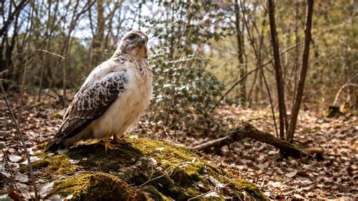 Our forest camera trap captured more than we expected
