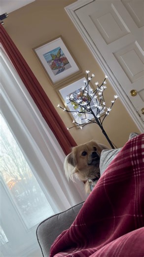 😠 Do Dogs Get Jealous? The "Primal" Truth & How to Fix It (2026) #smartdogmilo #dogemotions #resourceguarding #dogtrainingtips #dogmomproblems #goldenretriever #dogenvy #animalpsychology #doglovers #jealousdog | SmartDog Milo