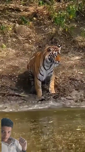 #animals #wildlife #tiger #automobile #jaguar #facts #angrytiger #angrytiger #tigerspotted