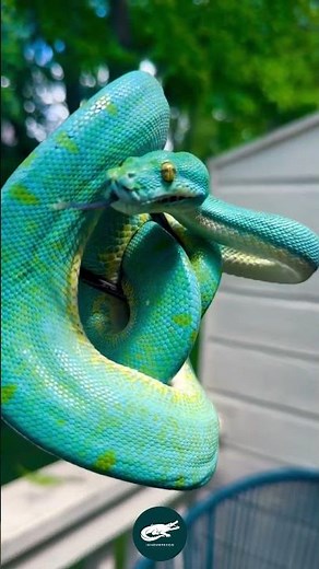 Turquoise Tree Python. The Living Jewel of the Rainforest 🐍💎🌿