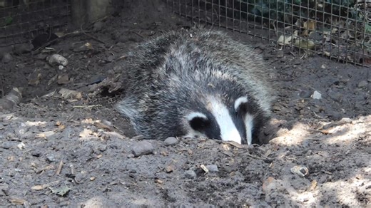 Happy National Badger Day! 🦡 Today we celebrate one of Britain’s most iconic and much-loved wild animals – the badger. These gentle, intelligent creatures play a vital role in our ecosystems, yet they still face huge threats from habitat loss, road traffic, persecution and the pointless cull. We work tirelessly to protect badgers, provide treatment and rehabilitation for injured individuals, and campaign for a future where the cull ends and they are safe and respected in the wild where they bel