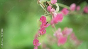 Macro detail of a beautiful pink flower being pollinated by small insects, in the Parque da Cidade protected area, within the Atlantic Forest biome. Niterói, Rio de Janeiro, Brazil