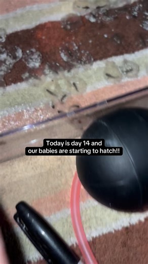 Tiffany Maillet | THEYRE HATCHING 😍❤️❤️ #axolotlbabies #axolotls #hatching #eggs | Instagram