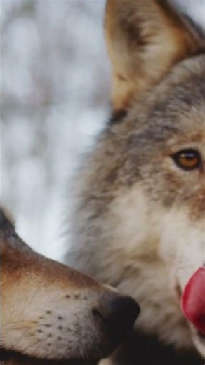 Wolves Mate for Life 🐺 part 2