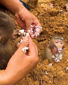 The baby monkey fell to the ground, stuck in its shell, unable to get up. #monkeyrescue | Wildlife Animals