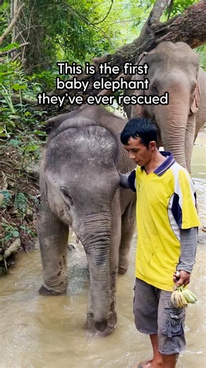 1.2M views · 39K reactions | Baby elephant gets freed from chains ❤️ Aaron rescued their first baby elephant, Tofu. Watch how happy he is to meet his new mom ❤️ To learn more about Planting Peace, check out their website: thedo.do/plantingpeace. For more elephants, follow them on TikTok: thedo.do/planting_peace & Instagram: thedo.do/Planting_peace. | The Dodo | Facebook