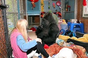 Koko's Sense of Humor - The Gorilla Foundation