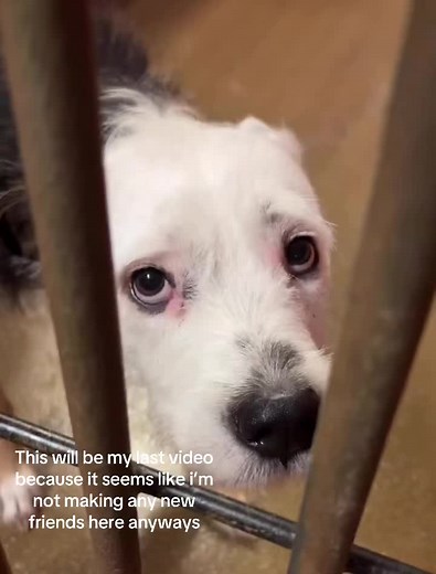 Max's Story: A Dog's Resilience and Hope