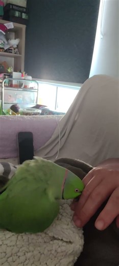 Sssh shh his having a good time #talkingparot #parrot #bird#cute #dance #music