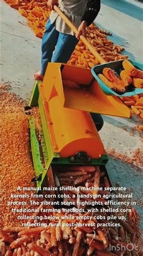 Efficient Home Use Corn Thresher Machine in Action.#machine#agriculture