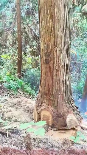 Shocking! A Giant Tree Falls: Nature's Incredible Power
